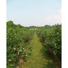 Burkhart's Blueberries