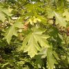 Acer macrophyllum