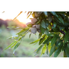 Regenerative Organic Orchards