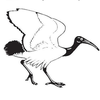 British Ornithologists' Club