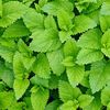 Chlorophyll