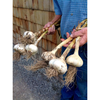 Sweden Center Garlic Farm