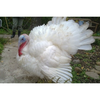 Turkey Grade Maker