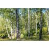 Birch tree
