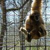 Binder Park Zoo