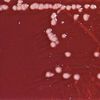 Pseudomonas