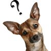 Pet Video Verify