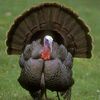 Wild turkey