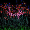 Biophysical chemistry