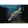Platypus
