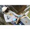 Williams Honey Bees