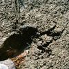 Sewage sludge
