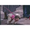 How Do Retractable Leashes Work