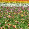 The Flower Fields
