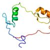 CTCF