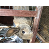 Windwood Homestead Rabbitry