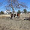 Fairview, Texas