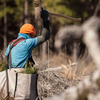 Acorn Forestry