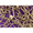 Leptospira