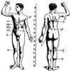 Human musculoskeletal system