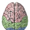 Lateralization of brain function
