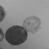 ExoLytics