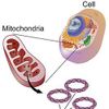 Mitochondrial DNA