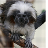 Jackson Zoo