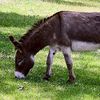 Donkey