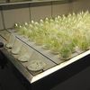 Plant physiology