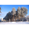 Angara Pine