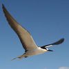 Seabird