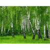 Birch tree