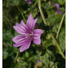 Malva