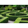 Boxwood