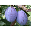 plum