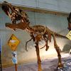 Lythronax