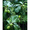 Breadfruit tree