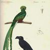 Edward Griffith (zoologist)