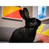 House Rabbit Society