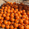 Wee bee small pumpkin
