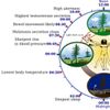 Circadian rhythm