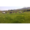 Robie Farm