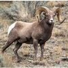 Mountain Sheep