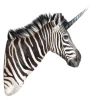 Startup Safaris