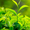 Plant Protection