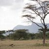 Shaba National Reserve