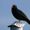 Bird vocalization