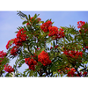 COMMON MOUNTAIN ASH