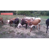 W Bench Farms, LLC